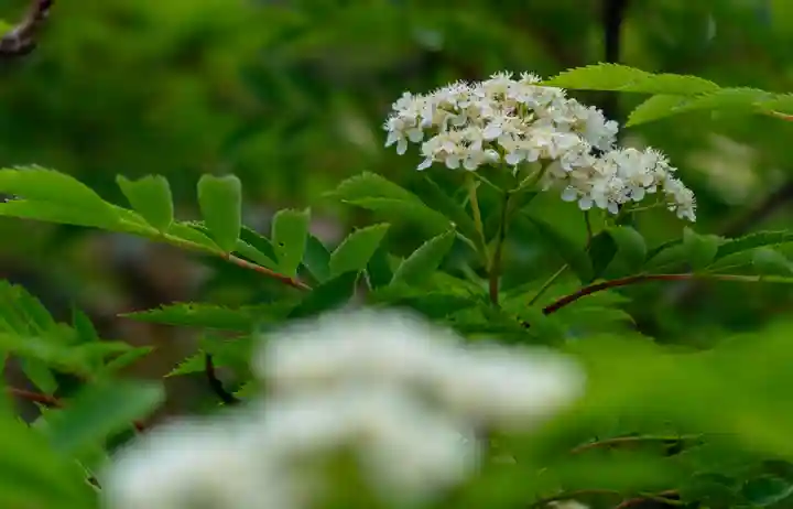 白山比咩神社 奥宮(石川県)