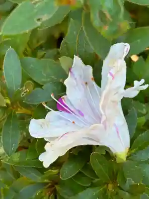 火雷神社(福島県)