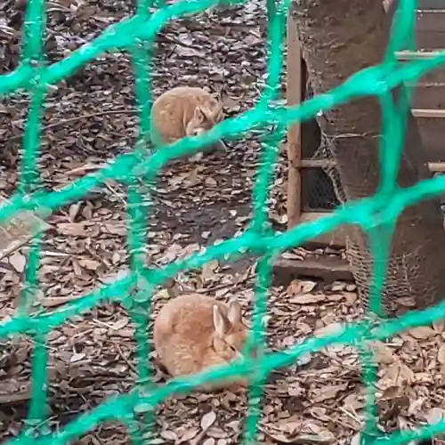 太子堂八幡神社の動物