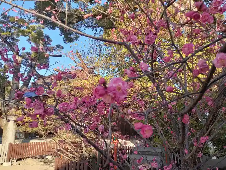和泉國一之宮 大鳥大社(大阪府)