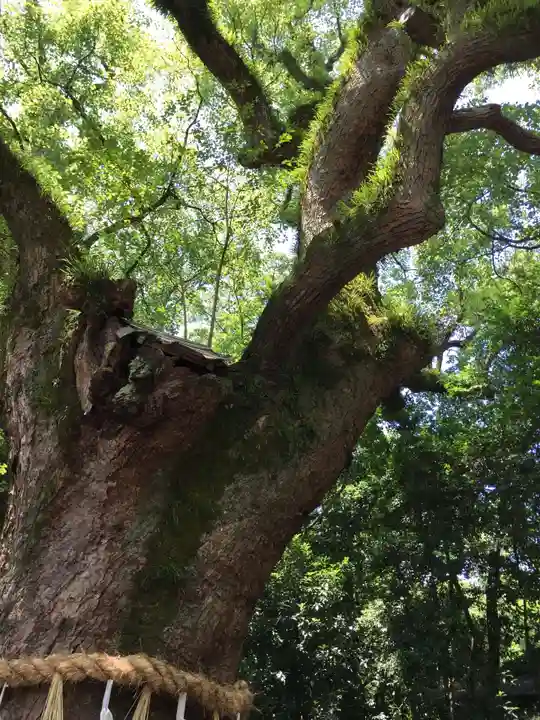 熱田神宮の自然