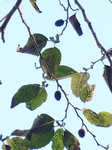 六甲比命大善神社の自然