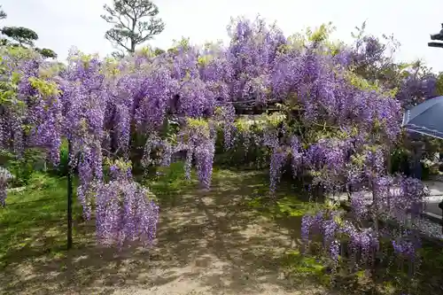 子安地蔵寺の自然