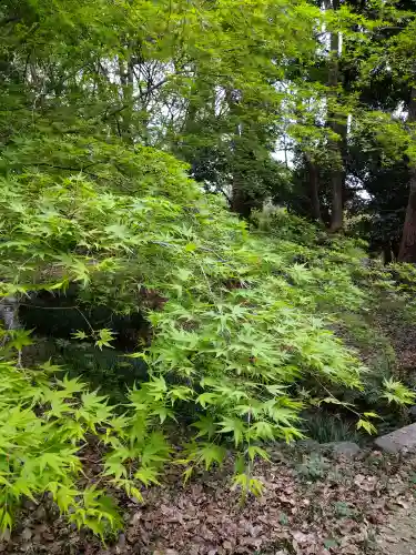賀茂御祖神社（下鴨神社）の自然