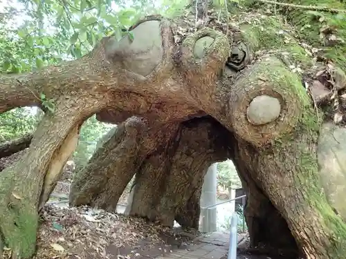 東霧島神社の自然