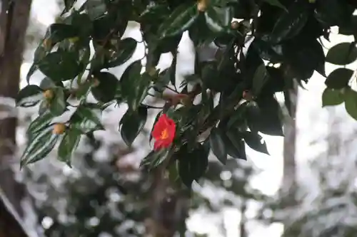 阿久津「田村神社」（郡山市阿久津町）旧社名：伊豆箱根三嶋三社の自然