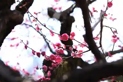 大國魂神社(東京都)