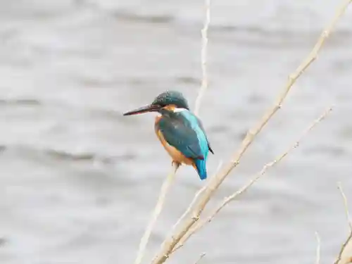 町田天満宮の動物