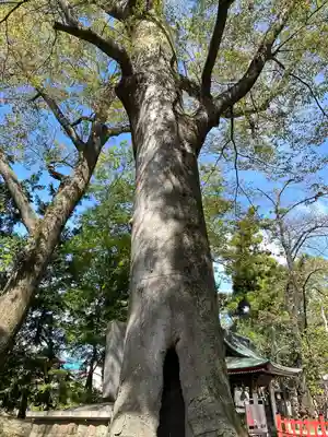 上野総社神社(群馬県)