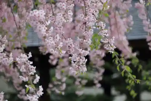 開成山大神宮の自然
