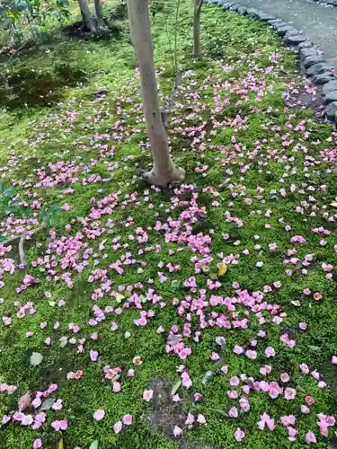 霊鑑寺門跡の自然