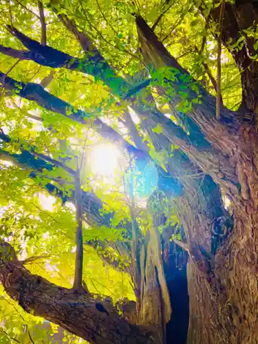 蛟蝄神社門の宮の自然
