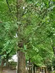 下野 星宮神社(栃木県)