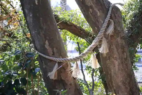 阿久津「田村神社」（郡山市阿久津町）旧社名：伊豆箱根三嶋三社の自然