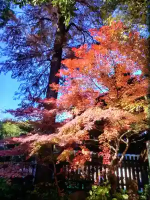 阿佐ヶ谷神明宮(東京都)