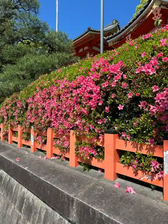 八坂神社(祇園さん)の自然