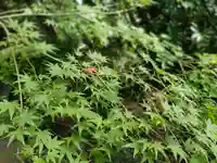 伏木香取神社の自然