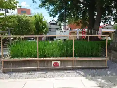 鎮守氷川神社(埼玉県)