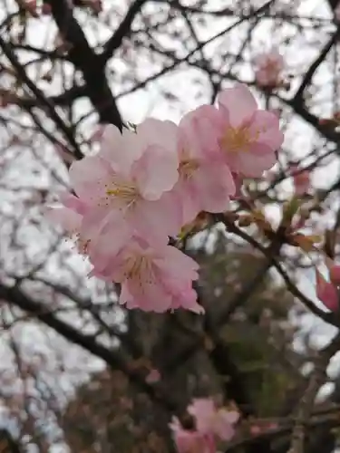 櫻木神社の自然