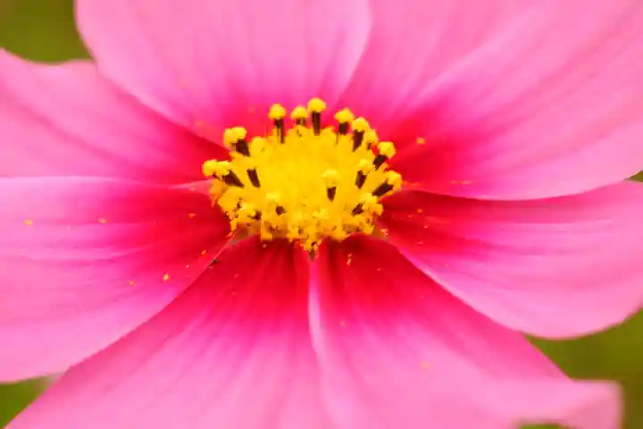 般若寺 ❁コスモス寺❁(奈良県)