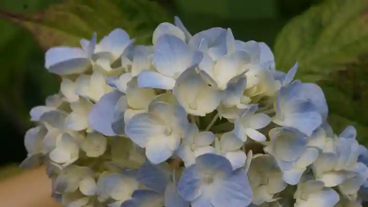 三室戸寺(京都府)