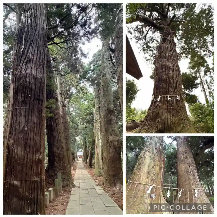 日吉神社の{uncategorized: "未分類", other: "その他", undefined: "問題あり", building: "その他建物", grave: "お墓", sacred_gate: "鳥居", guardian: "狛犬", statue: "像", buddha: "仏像", history: "歴史", nature: "自然", garden: "庭園", animal: "動物", pagoda: "塔", temizu: "手水舎", mountain_gate: "山門・神門", sanctuary: "本殿・本堂", subordinate: "末社・摂社", art: "芸術", scenery: "景色", jizo: "地蔵", ema: "絵馬", goshuin: "御朱印", omikuji: "おみくじ", items: "授与品その他", amulet: "お守り", goshuincho: "御朱印帳", eats: "食事", festival: "お祭り", votive_dance: "神楽", shichigosan: "七五三参", wedding: "結婚式", experience: "体験その他", initially: "初詣", around: "周辺", anti_infection: "感染症対策"}