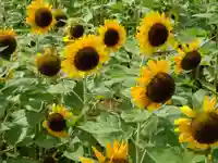 立志神社の自然