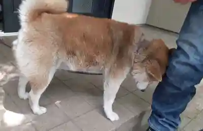 笠䅣稲荷神社(神奈川県)