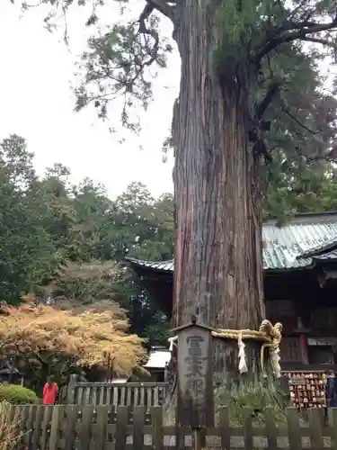 新倉富士浅間神社の自然