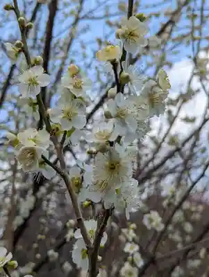 梅宮大社(京都府)