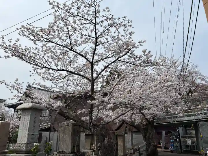 くろ谷 金戒光明寺の{uncategorized: "未分類", other: "その他", undefined: "問題あり", building: "その他建物", grave: "お墓", sacred_gate: "鳥居", guardian: "狛犬", statue: "像", buddha: "仏像", history: "歴史", nature: "自然", garden: "庭園", animal: "動物", pagoda: "塔", temizu: "手水舎", mountain_gate: "山門・神門", sanctuary: "本殿・本堂", subordinate: "末社・摂社", art: "芸術", scenery: "景色", jizo: "地蔵", ema: "絵馬", goshuin: "御朱印", omikuji: "おみくじ", items: "授与品その他", amulet: "お守り", goshuincho: "御朱印帳", eats: "食事", festival: "お祭り", votive_dance: "神楽", shichigosan: "七五三参", wedding: "結婚式", experience: "体験その他", initially: "初詣", around: "周辺", anti_infection: "感染症対策"}