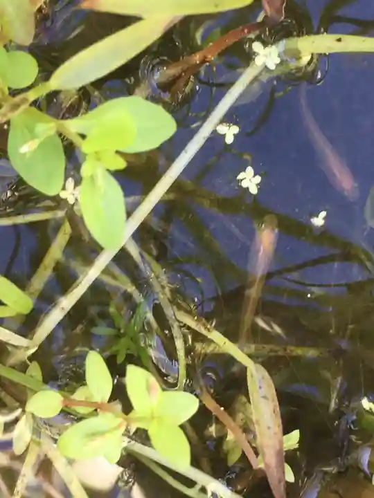 高麗神社の動物