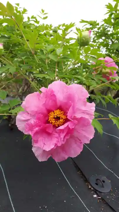 滑川神社 - 仕事と子どもの守り神の自然