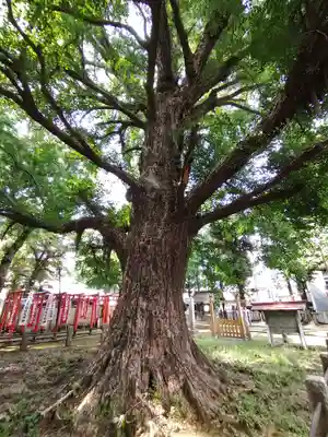 鬼子母神堂　(法明寺）(東京都)