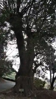 加茂神社の自然