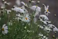 阿久津「田村神社」(郡山市阿久津町)旧社名:伊豆箱根三嶋三社の庭園