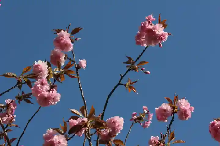 国宝 大法寺の自然