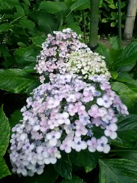 御霊神社の自然