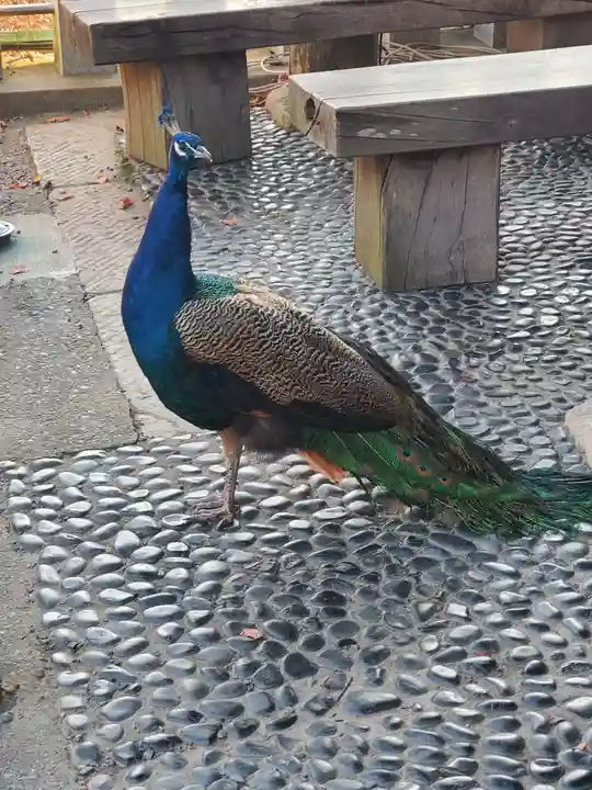 楽法寺(雨引観音)の動物