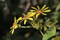 豊景神社の庭園