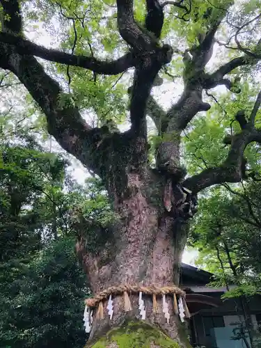 熱田神宮の自然