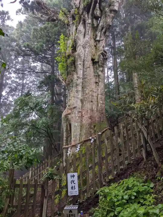 玉置神社の自然