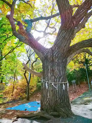 相馬神社の自然