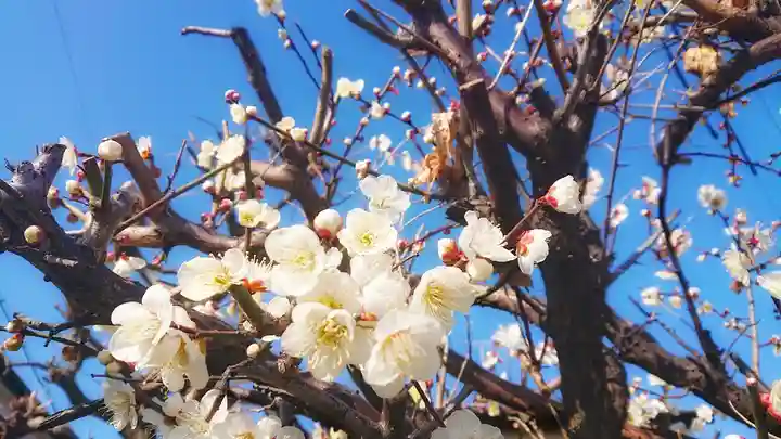 十二所社の自然