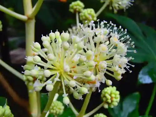 岩槻久伊豆神社の自然