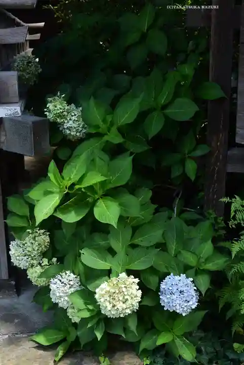 日吉神社(神奈川県)
