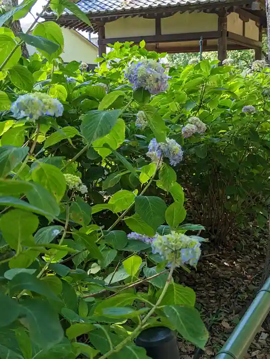 藤森神社(京都府)