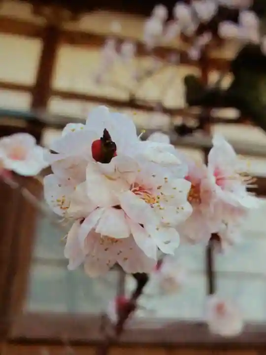 瑞円寺(東京都)