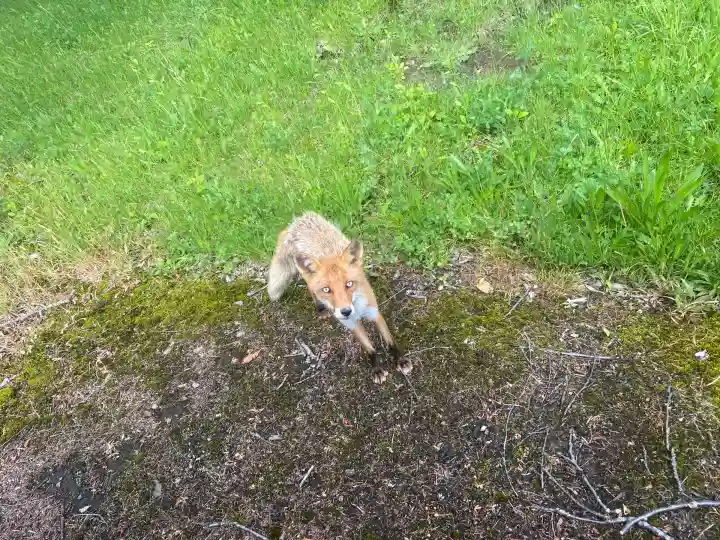 新十津川神社の動物