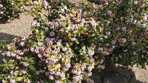 八坂神社の自然